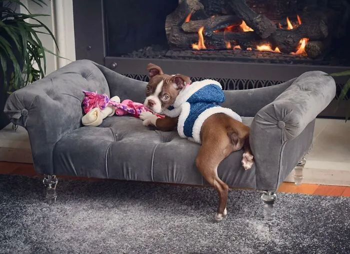 #ModelChallenge On Facebook Has People Sharing The Most Modelesque Pics Of Their Doggies (50 Pics)