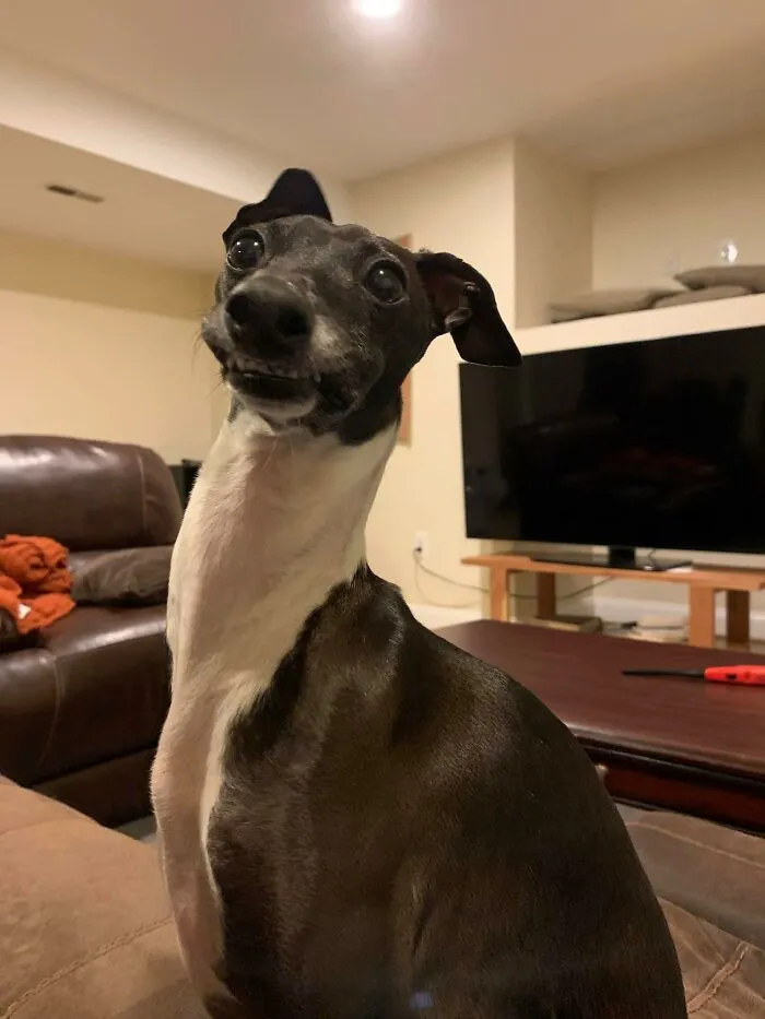 #ModelChallenge On Facebook Has People Sharing The Most Modelesque Pics Of Their Doggies (50 Pics)