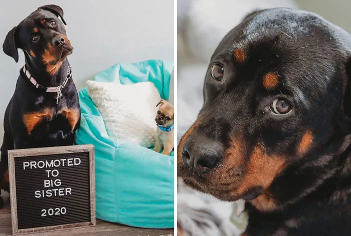 #ModelChallenge On Facebook Has People Sharing The Most Modelesque Pics Of Their Doggies (50 Pics)