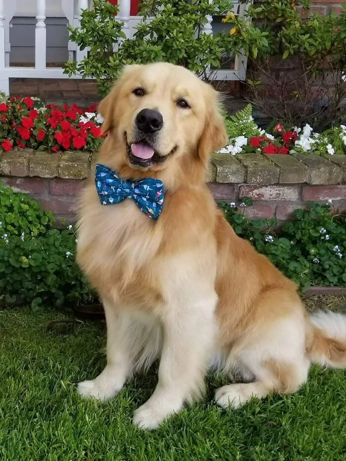 #ModelChallenge On Facebook Has People Sharing The Most Modelesque Pics Of Their Doggies (50 Pics)