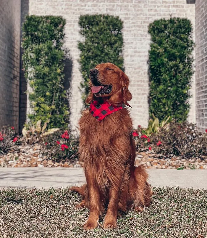 #ModelChallenge On Facebook Has People Sharing The Most Modelesque Pics Of Their Doggies (50 Pics)