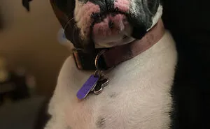 #ModelChallenge On Facebook Has People Sharing The Most Modelesque Pics Of Their Doggies (50 Pics)