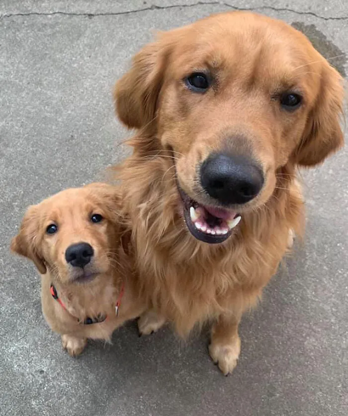 #ModelChallenge On Facebook Has People Sharing The Most Modelesque Pics Of Their Doggies (50 Pics)