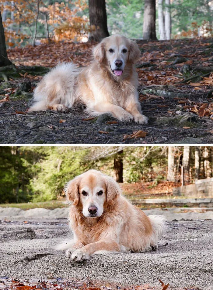 #ModelChallenge On Facebook Has People Sharing The Most Modelesque Pics Of Their Doggies (50 Pics)