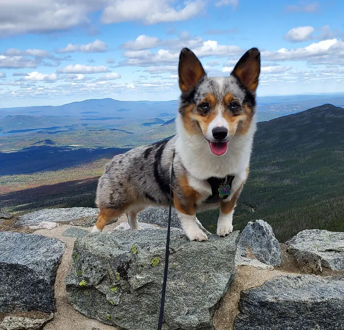 #ModelChallenge On Facebook Has People Sharing The Most Modelesque Pics Of Their Doggies (50 Pics)