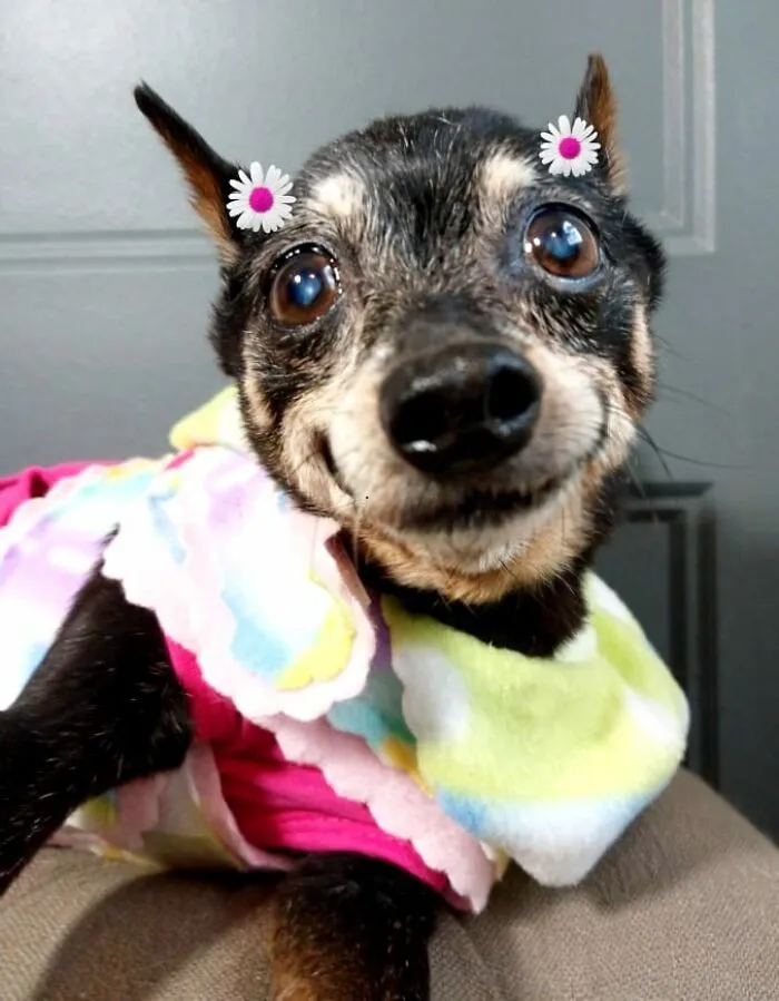 #ModelChallenge On Facebook Has People Sharing The Most Modelesque Pics Of Their Doggies (50 Pics)