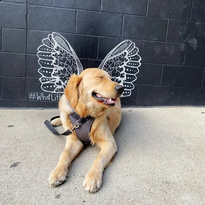 #ModelChallenge On Facebook Has People Sharing The Most Modelesque Pics Of Their Doggies (50 Pics)