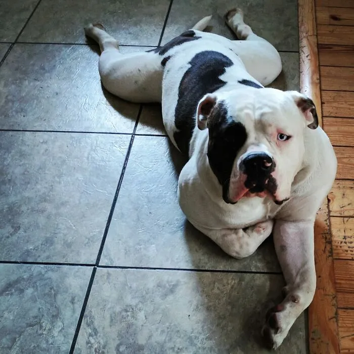 #ModelChallenge On Facebook Has People Sharing The Most Modelesque Pics Of Their Doggies (50 Pics)