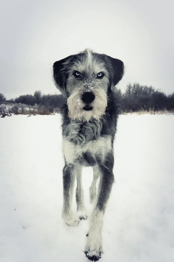 #ModelChallenge On Facebook Has People Sharing The Most Modelesque Pics Of Their Doggies (50 Pics)
