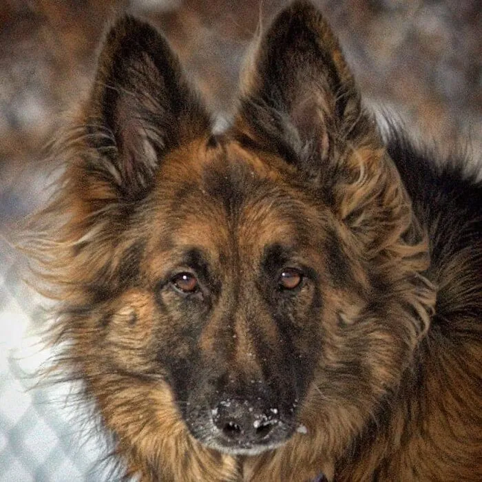 #ModelChallenge On Facebook Has People Sharing The Most Modelesque Pics Of Their Doggies (50 Pics)