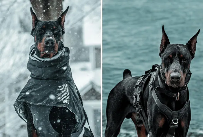 #ModelChallenge On Facebook Has People Sharing The Most Modelesque Pics Of Their Doggies (50 Pics)