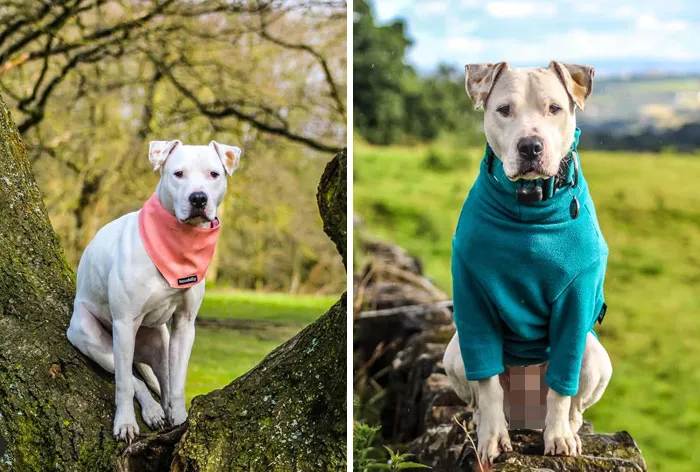 #ModelChallenge On Facebook Has People Sharing The Most Modelesque Pics Of Their Doggies (50 Pics)