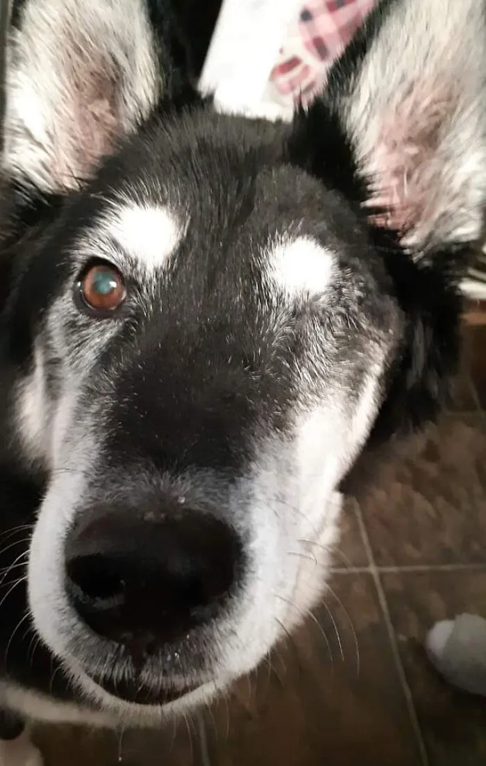 #ModelChallenge On Facebook Has People Sharing The Most Modelesque Pics Of Their Doggies (50 Pics)