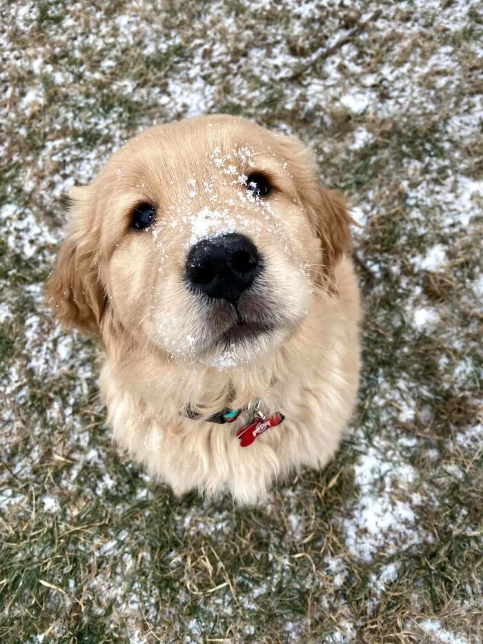 #ModelChallenge On Facebook Has People Sharing The Most Modelesque Pics Of Their Doggies (50 Pics)