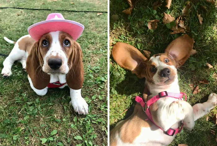 #ModelChallenge On Facebook Has People Sharing The Most Modelesque Pics Of Their Doggies (50 Pics)