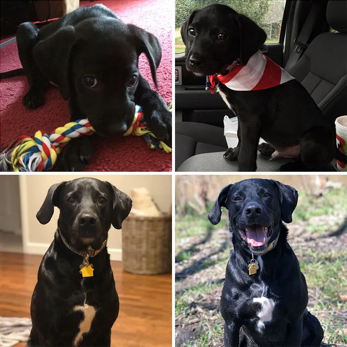 Found Him Alone In The Woods At About 10 Weeks Old, To Five Years. Meet Bentley