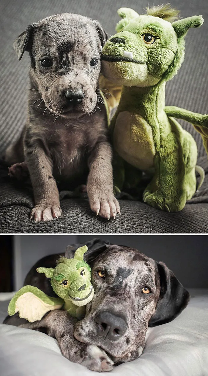 Same Elliot Dragon Plush And Same Elliott. One Four Weeks, The Other A Couple Months Shy Of 2 Years