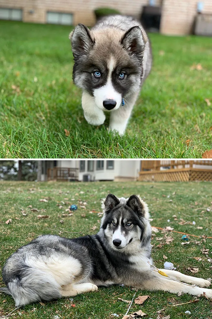 Enzo’s 9 Month Transformation