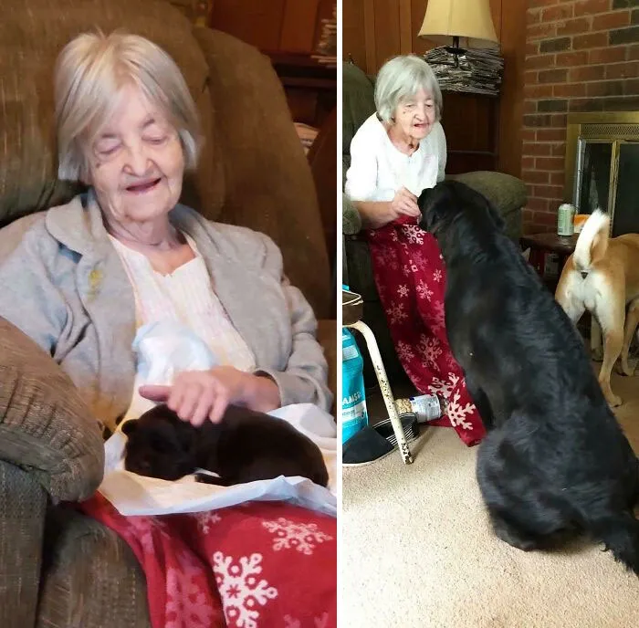 My Grandma’s Pup, Bruce, Did A Heckin’ Grow