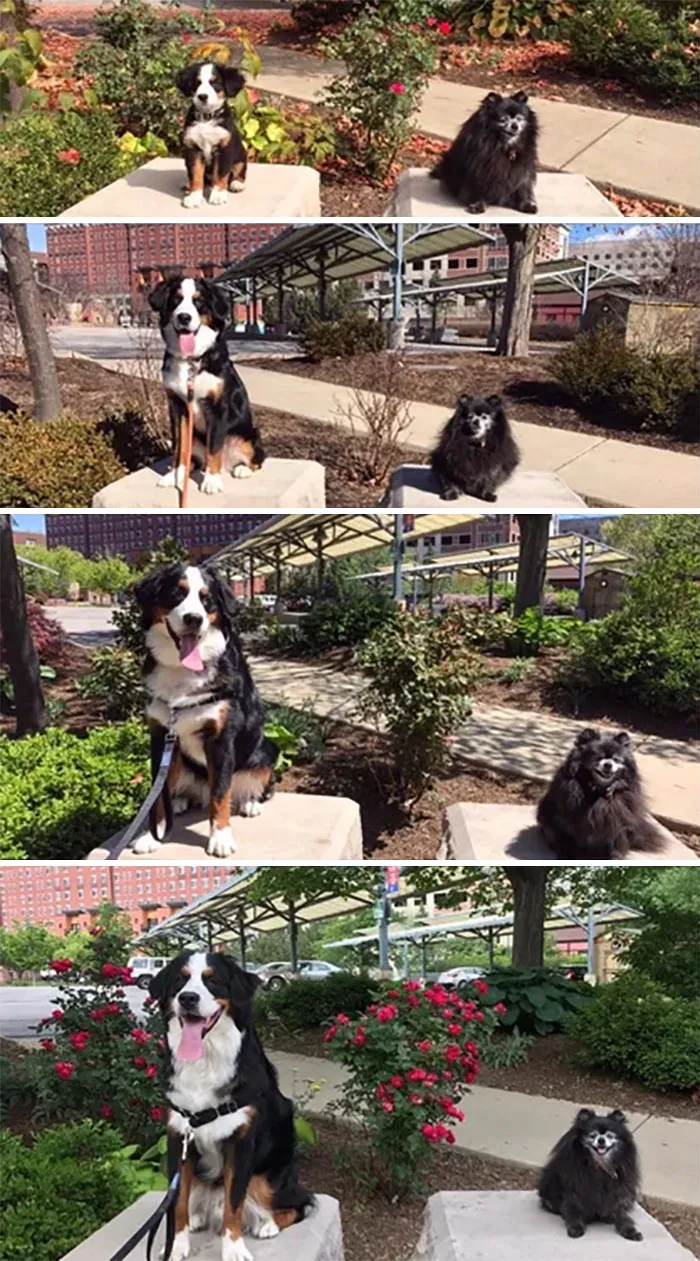 My Pup Growing Up Over The Course Of A Year With His Little Old Man Friend
