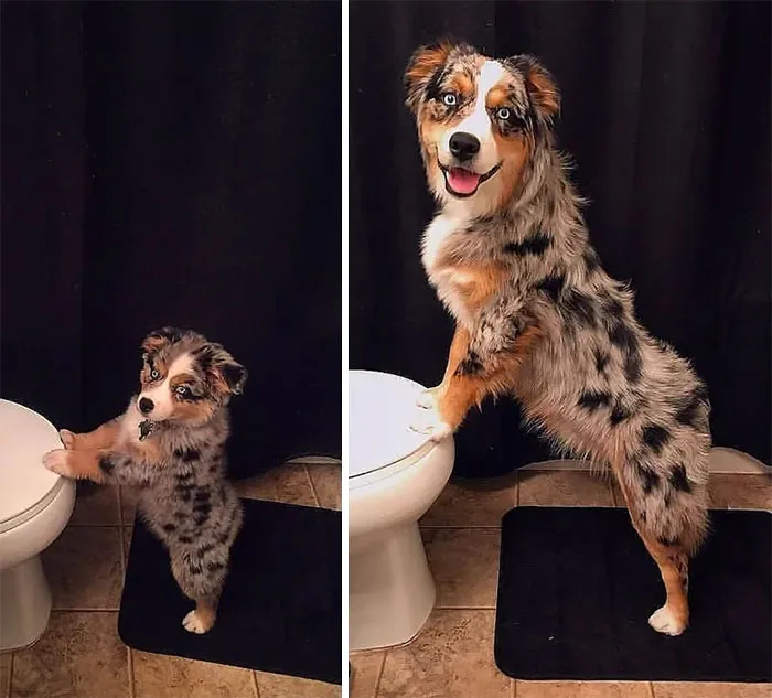 Cute Little Pup Grows Into A Stunning Good Boy