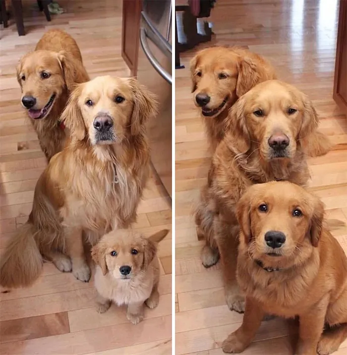 Golden Boy Grows Up