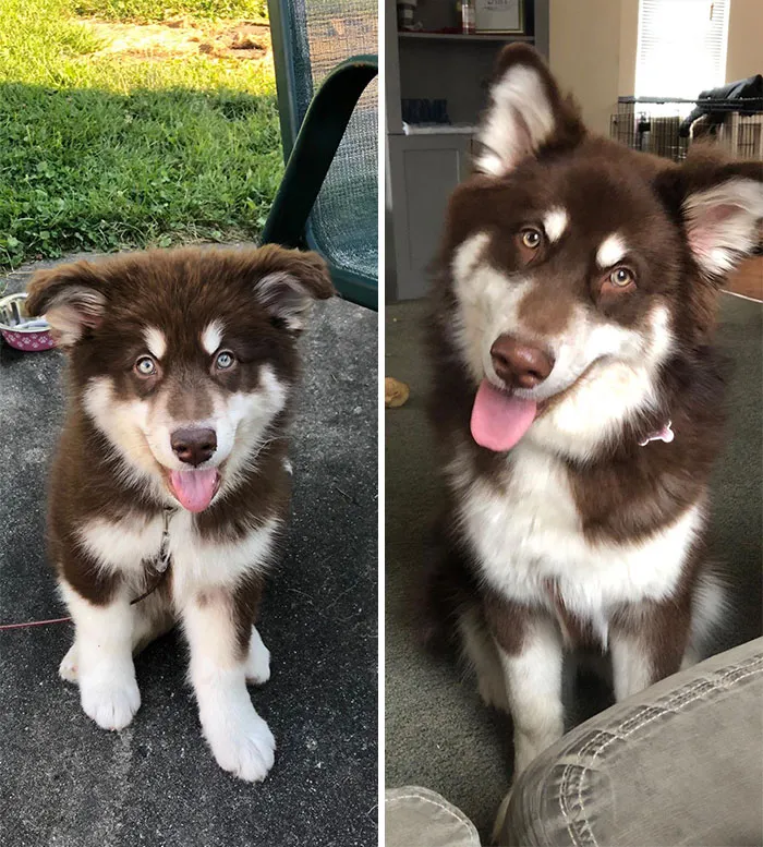 Y’all Said To Come Back When Miss Ember Was A Dog