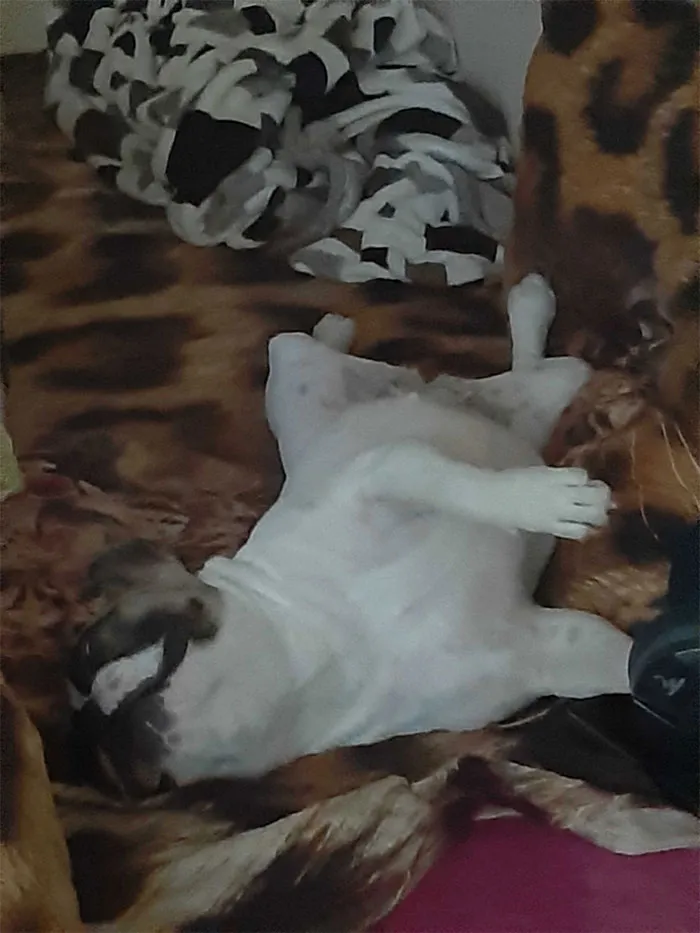 30 Personas que pillaron a sus perros durmiendo en posiciones rarísimas y compartieron las fotos en #SleepingDogChallenge