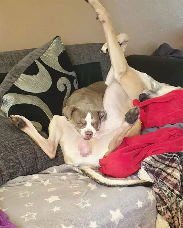 30 Times People Busted Their Dogs Having A Nap In The Funniest Positions And Shared The Pics For #SleepingDogChallenge