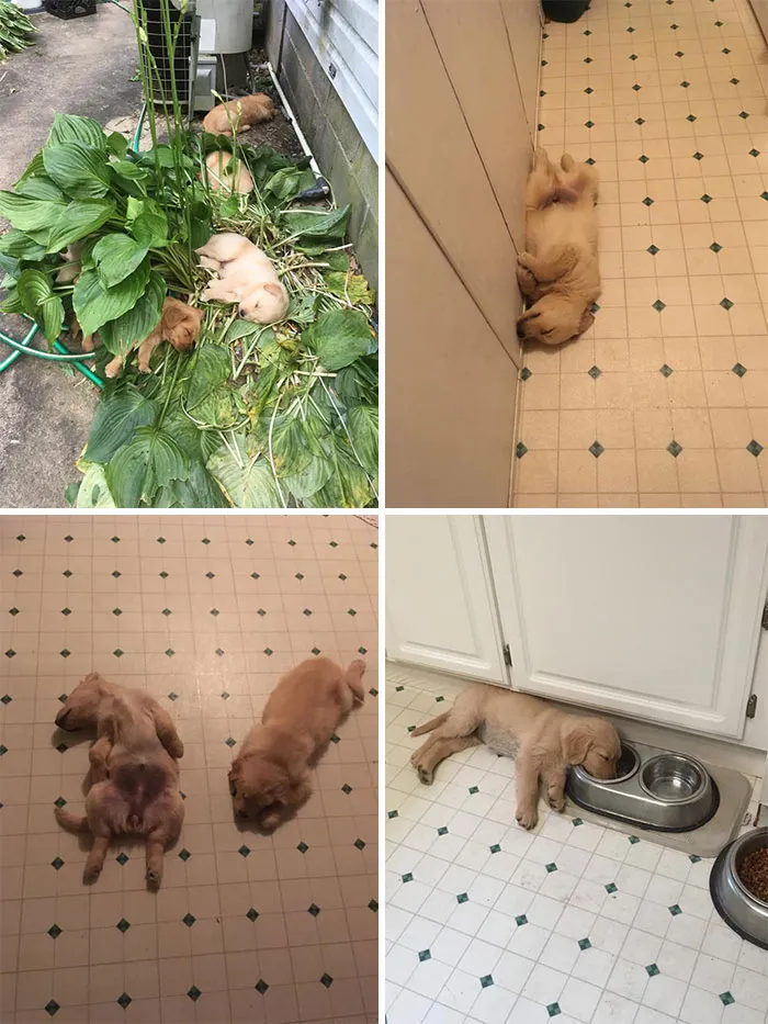 30 Times People Busted Their Dogs Having A Nap In The Funniest Positions And Shared The Pics For #SleepingDogChallenge