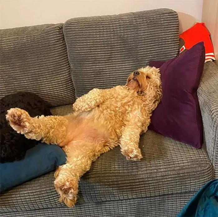 30 Times People Busted Their Dogs Having A Nap In The Funniest Positions And Shared The Pics For #SleepingDogChallenge