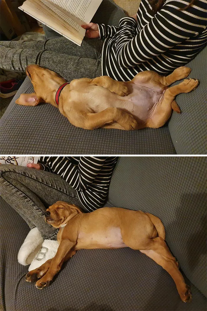 30 Personas que pillaron a sus perros durmiendo en posiciones rarísimas y compartieron las fotos en #SleepingDogChallenge