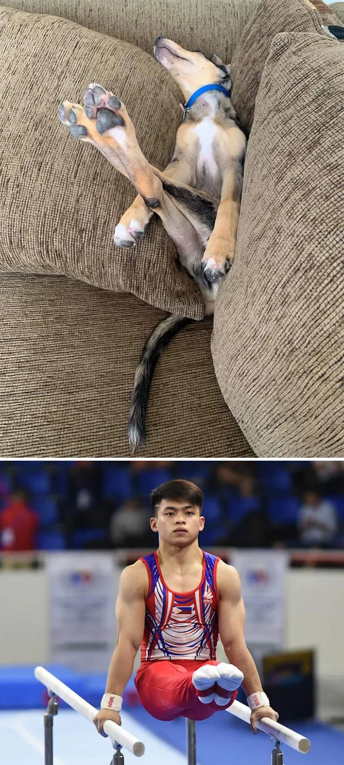 30 Times People Busted Their Dogs Having A Nap In The Funniest Positions And Shared The Pics For #SleepingDogChallenge