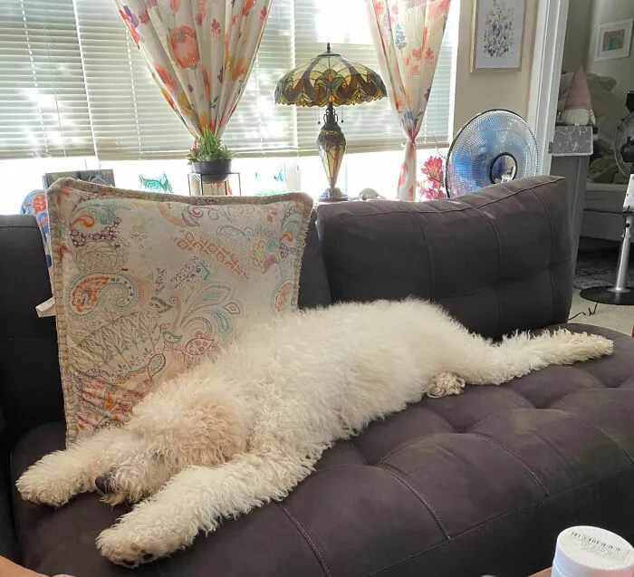 30 Times People Busted Their Dogs Having A Nap In The Funniest Positions And Shared The Pics For #SleepingDogChallenge