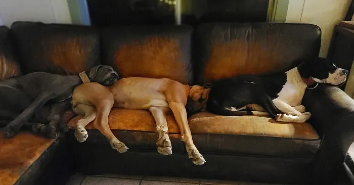 30 Personas que pillaron a sus perros durmiendo en posiciones rarísimas y compartieron las fotos en #SleepingDogChallenge