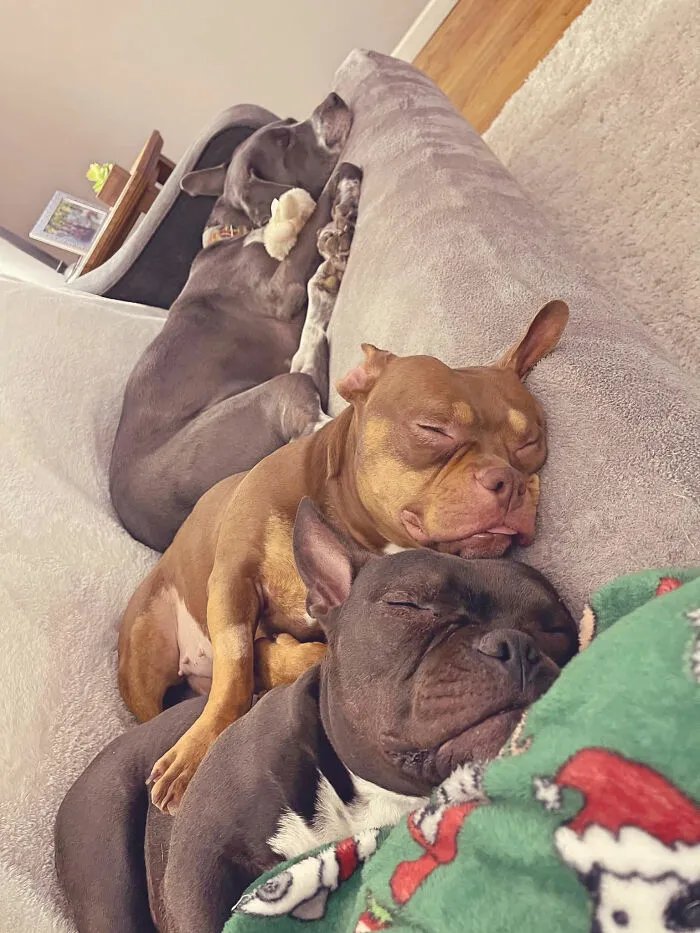 30 Times People Busted Their Dogs Having A Nap In The Funniest Positions And Shared The Pics For #SleepingDogChallenge