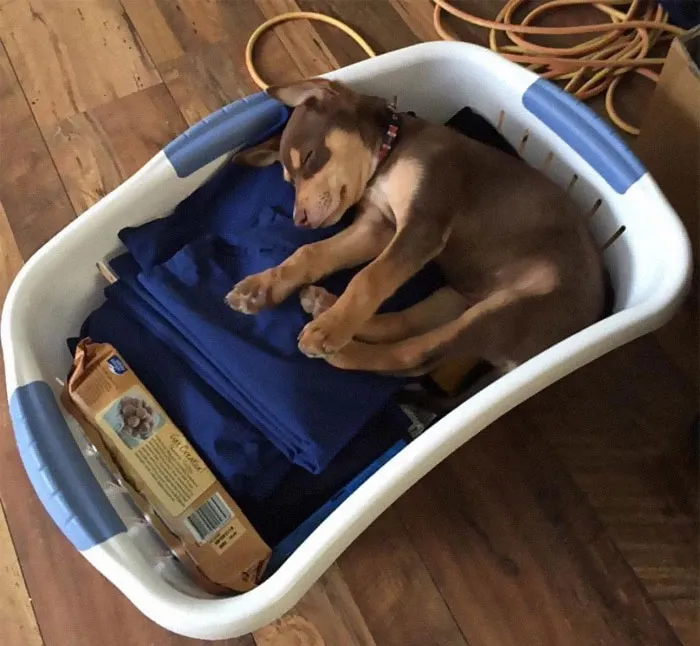 30 Personas que pillaron a sus perros durmiendo en posiciones rarísimas y compartieron las fotos en #SleepingDogChallenge