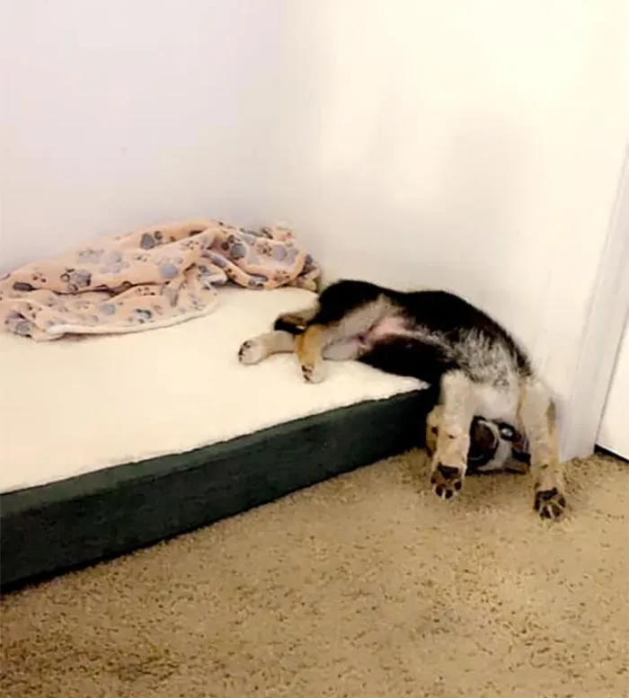 30 Times People Busted Their Dogs Having A Nap In The Funniest Positions And Shared The Pics For #SleepingDogChallenge