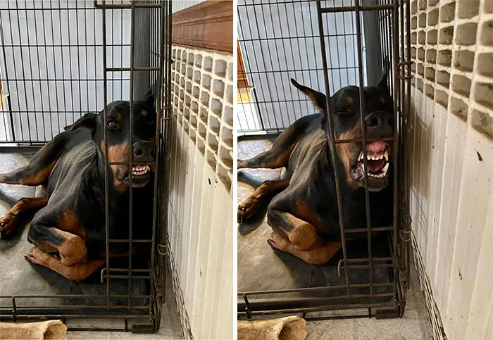 30 Times People Busted Their Dogs Having A Nap In The Funniest Positions And Shared The Pics For #SleepingDogChallenge
