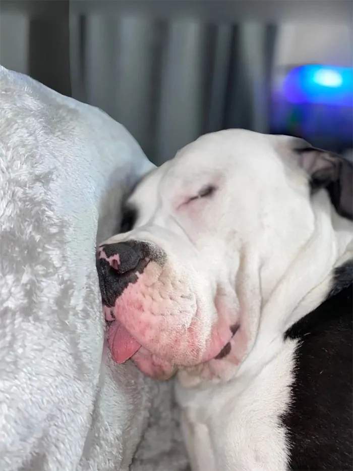 30 Times People Busted Their Dogs Having A Nap In The Funniest Positions And Shared The Pics For #SleepingDogChallenge