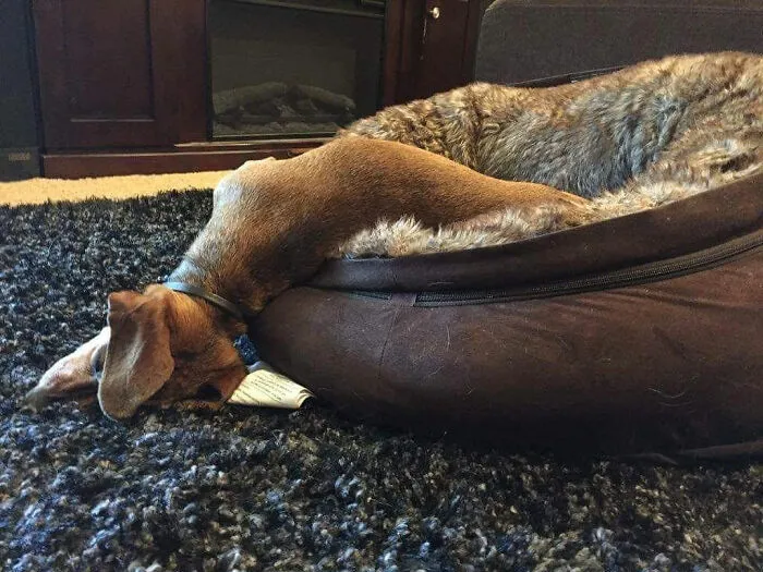 30 Personas que pillaron a sus perros durmiendo en posiciones rarísimas y compartieron las fotos en #SleepingDogChallenge