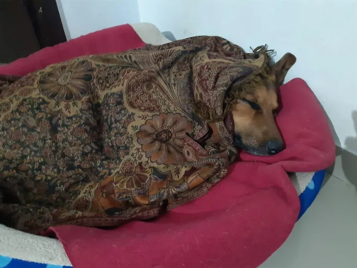 30 Personas que pillaron a sus perros durmiendo en posiciones rarísimas y compartieron las fotos en #SleepingDogChallenge