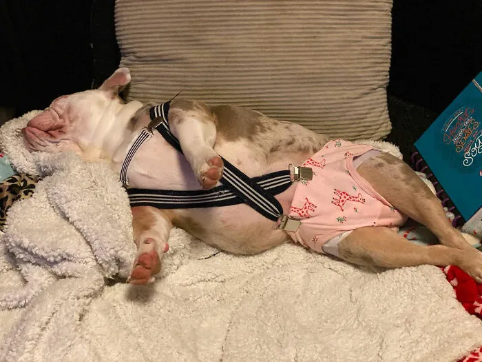 30 Personas que pillaron a sus perros durmiendo en posiciones rarísimas y compartieron las fotos en #SleepingDogChallenge