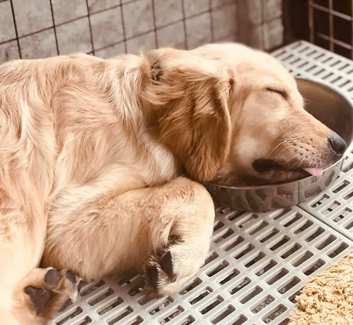30 Personas que pillaron a sus perros durmiendo en posiciones rarísimas y compartieron las fotos en #SleepingDogChallenge