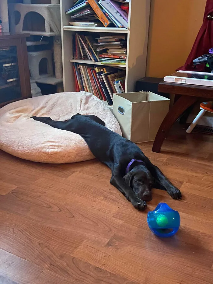 30 Personas que pillaron a sus perros durmiendo en posiciones rarísimas y compartieron las fotos en #SleepingDogChallenge