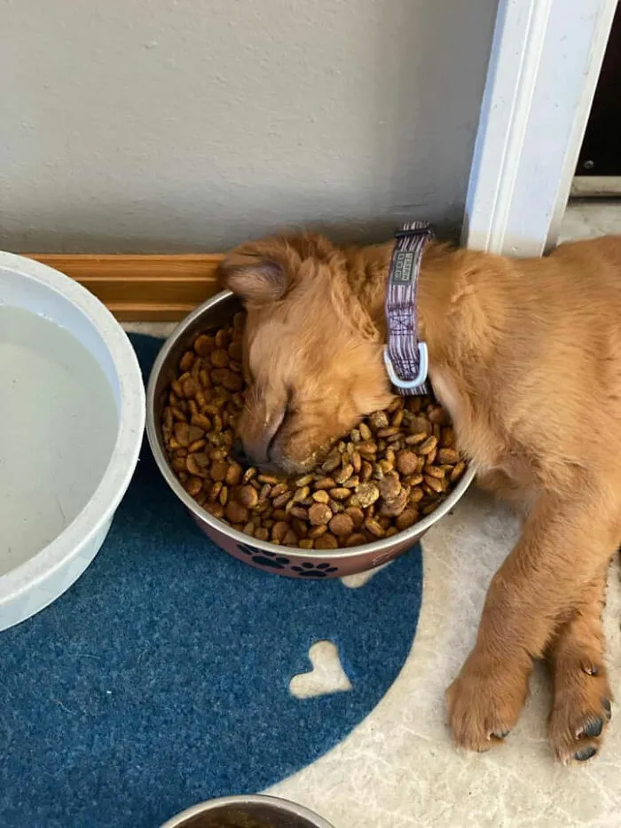 30 Times People Busted Their Dogs Having A Nap In The Funniest Positions And Shared The Pics For #SleepingDogChallenge