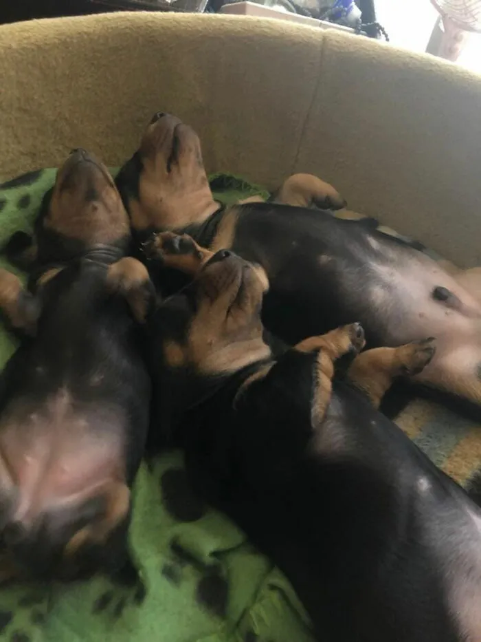 30 Times People Busted Their Dogs Having A Nap In The Funniest Positions And Shared The Pics For #SleepingDogChallenge