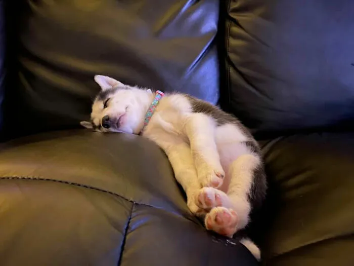 30 Times People Busted Their Dogs Having A Nap In The Funniest Positions And Shared The Pics For #SleepingDogChallenge