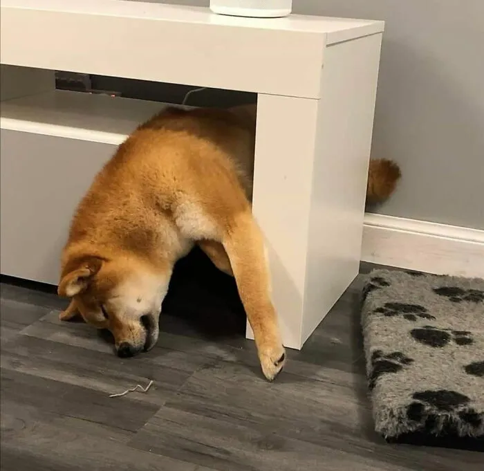 30 Times People Busted Their Dogs Having A Nap In The Funniest Positions And Shared The Pics For #SleepingDogChallenge