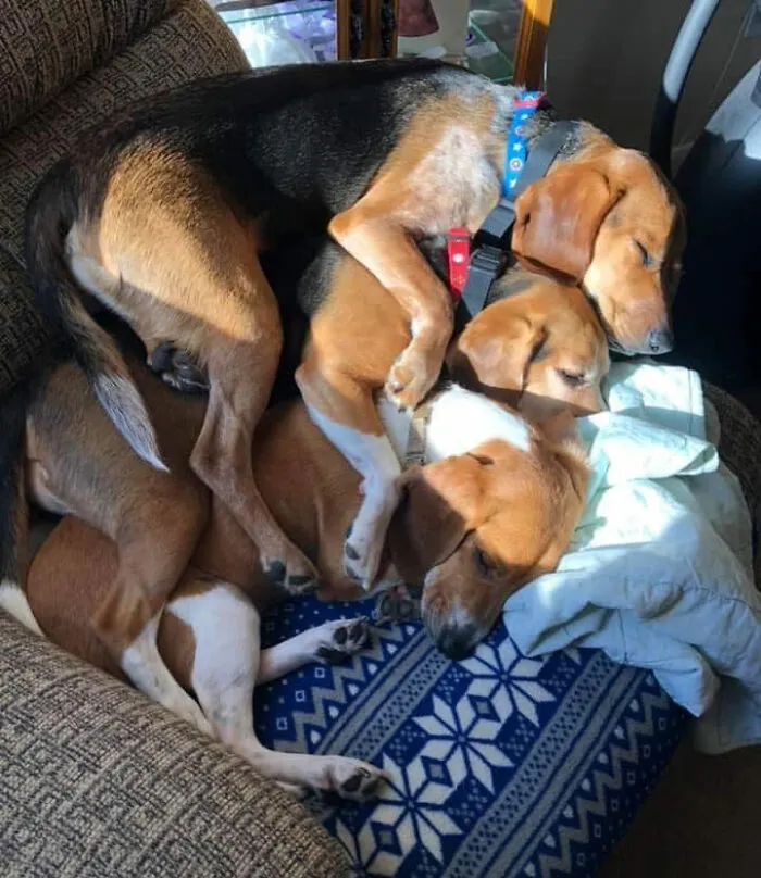 30 Times People Busted Their Dogs Having A Nap In The Funniest Positions And Shared The Pics For #SleepingDogChallenge
